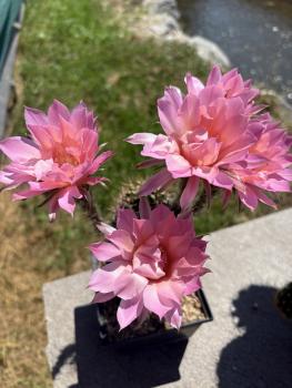 Preview: Echinopsis morgenrot
